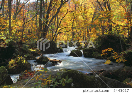 Autumn leaves of the Oirase Stream 3445017