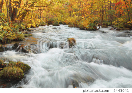 Autumn leaves of the Oirase Stream 3445041