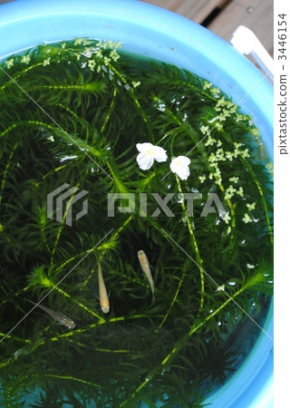 吸蟲和鮮花在桶裡 吸蟲和鮮花在桶裡 3446154