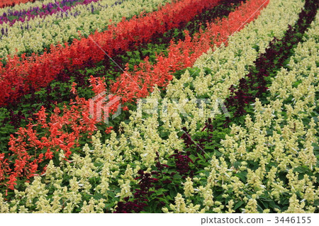 The flower bed of Salvia The flower bed of Salvia 3446155