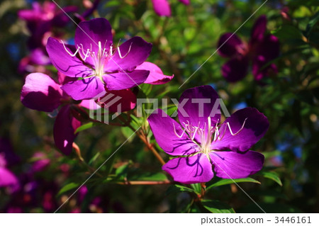 No button No button 3446161