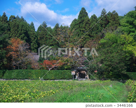 我找到了一個小秋天。 3446166