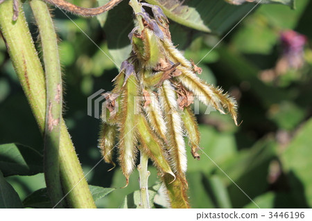 Scab of the scum (sheath) 3446196