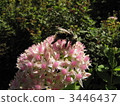 Benissance and honeybee 3446437