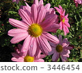 Marigold  3446454
