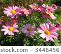 Marigold  3446456