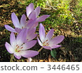 Canine saffron 3446465
