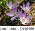 Canine saffron 3446466
