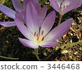 Canine saffron 3446468