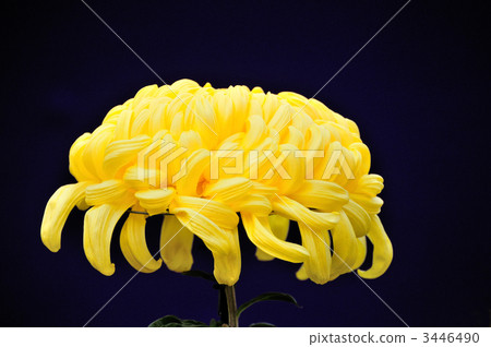 Big eaves Big eaves 3446490