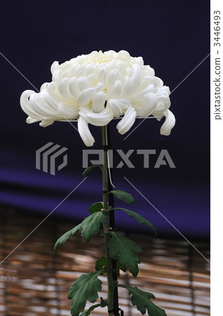 單輪菊花 3446493