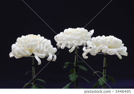 大簷 大簷 3446495