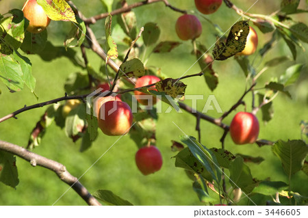 Himeringo Himeringo 3446605