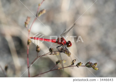 Red dragonfly 3446643
