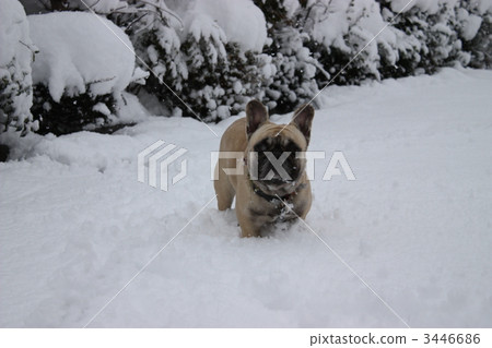 french bulldog, animal, animals 3446686