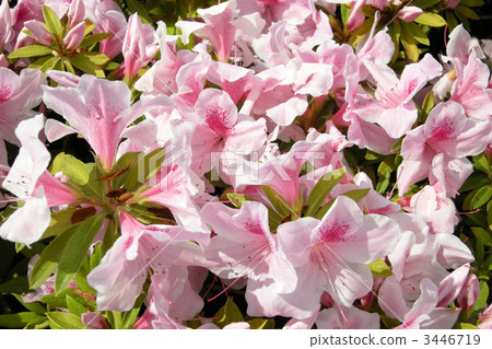 Hirato Azalea 3446719