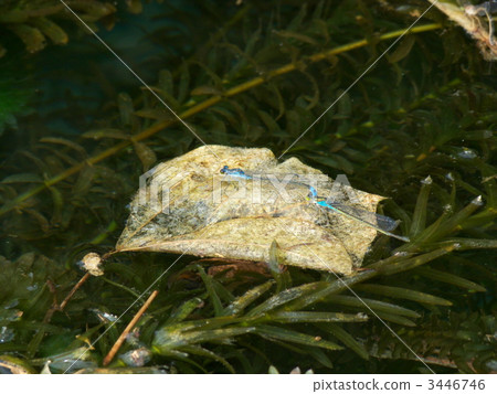 Kuroito Tombo 3446746