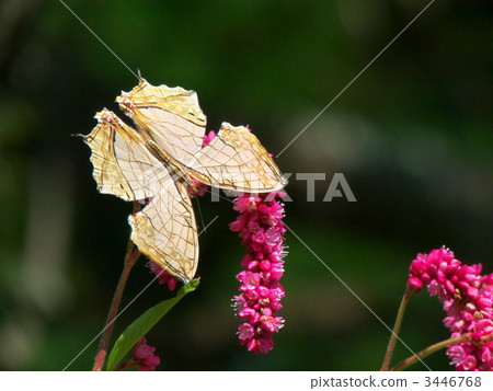 Ishigaya和Tada Ishigaya和Tada 3446768