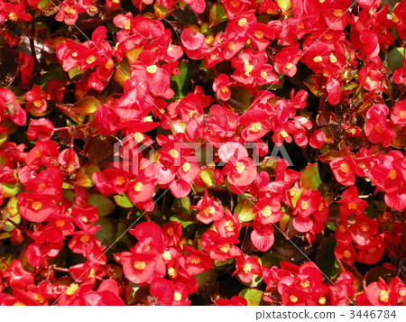 Begonia Begonia 3446784