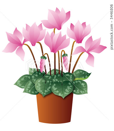 Cyclamen 3446806