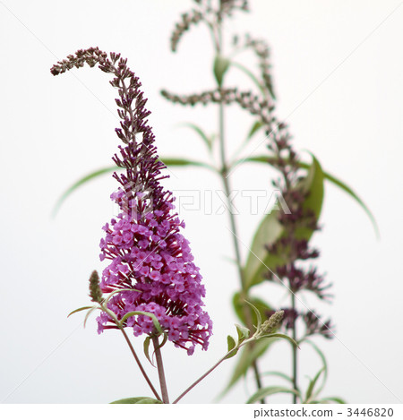 Fusa fujijiugi 3446820