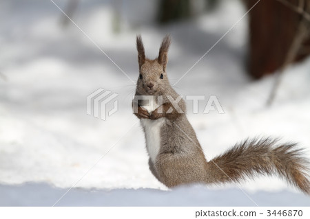 Ezoris松鼠 3446870