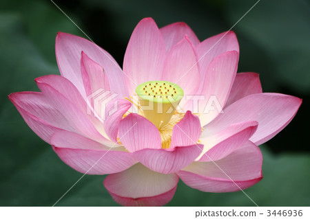 Oga lotus Oga lotus 3446936