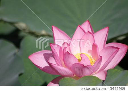 Oga蓮花 Oga蓮花 3446989