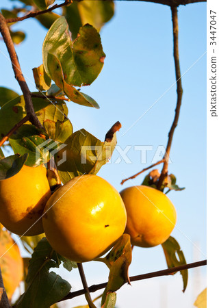 persimmon fruit, shibugaki, japanese persimmon 3447047