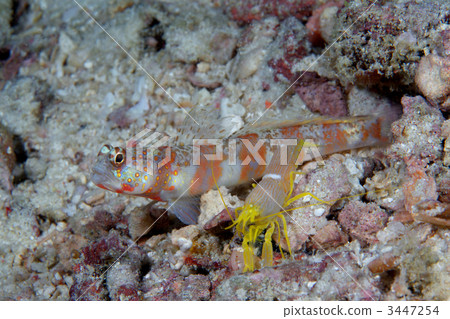 特寫 魚 海底的 3447254