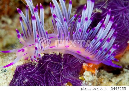 海參 海底的 海裡 3447255