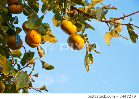 persimmon fruit, shibugaki, japanese persimmon 3447279