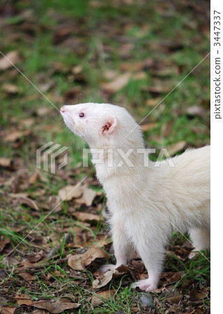 白鼬 白鼬 3447337