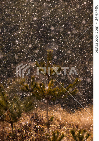Pine and snow Pine and snow 3447406