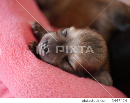 Thiwax小狗 3447424