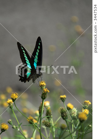 Aosugegeha butterfly which tastes nectibly 3447534