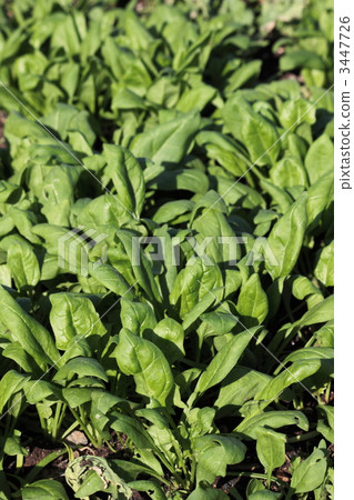 spinach, edible herb, true leaf 3447726