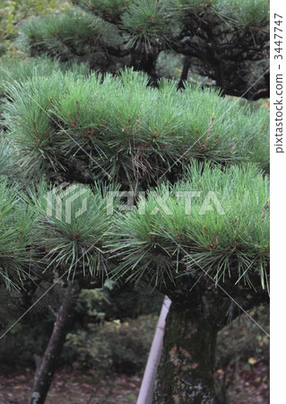 pine tree, pine trees, new year's pine decoration 3447747
