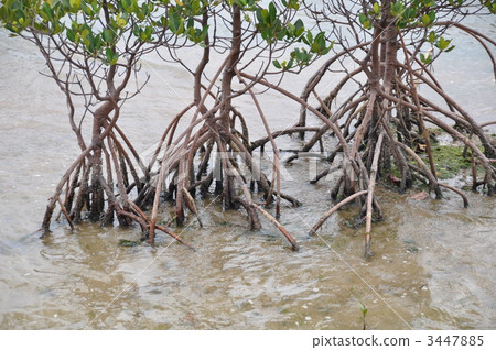 Hirugi社區 3447885