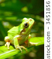 A frog 3451856