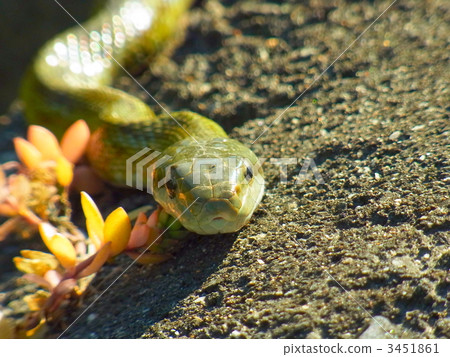 A snake A snake 3451861
