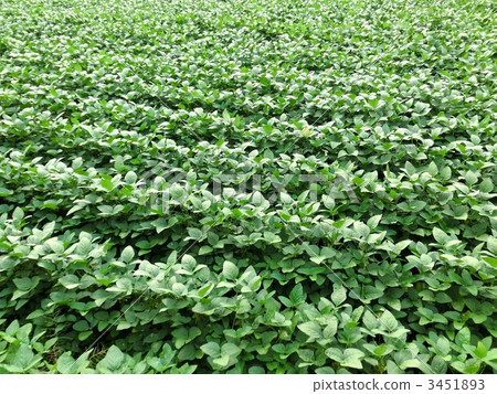 大豆田 豆田 麻美哈大 3451893