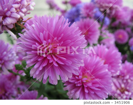 Spray chrysanthemum Spray chrysanthemum 3451906
