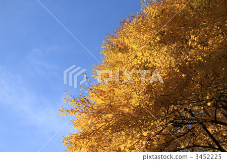 A tree that gave yellow leaves 3452225