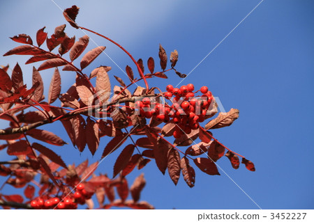 Autumn leaves Nanakamado Autumn leaves Nanakamado 3452227