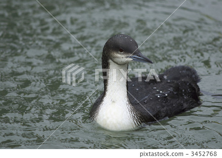 Shiroleio Oham 3452768