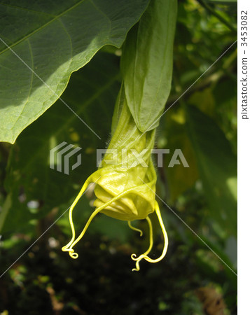 Flowering Flowering 3453082