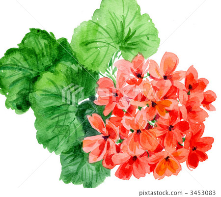 geranium, geraniums, illustration 3453083