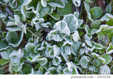 Clover fringed with frost 1 3453156