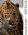 Amur leopard 3453218